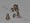 #4  Phillips Round Head Nickel Plated Screw